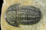 Detailed Gerastos Trilobite Fossil - Morocco #134059-4